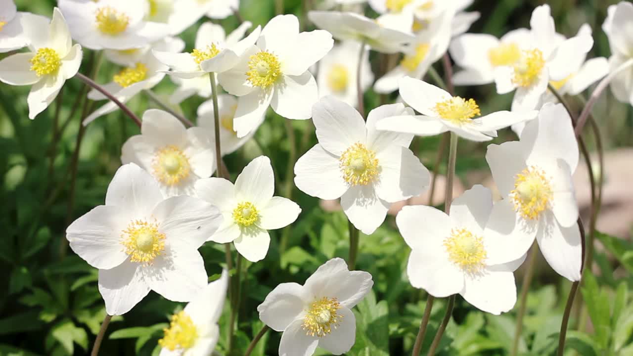 小白花在户外特写。野花在和风中慢慢地摇曳视频素材