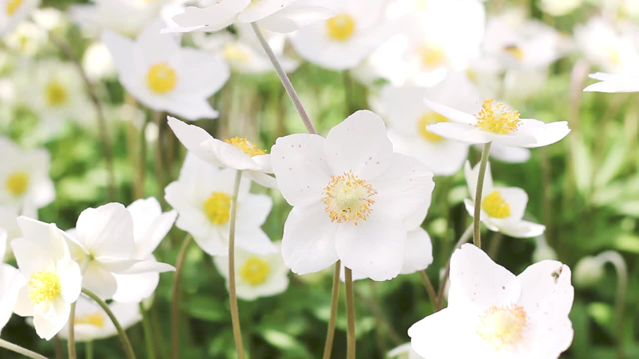 小白花在户外特写。野花在和风中慢慢地摇曳视频素材