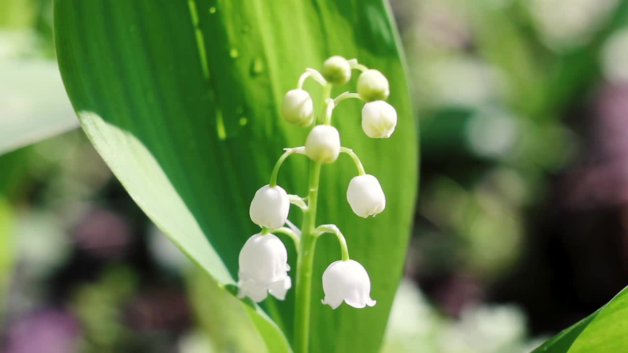 脆弱的铃兰在春天的野生森林中开放。森林花课程视频素材