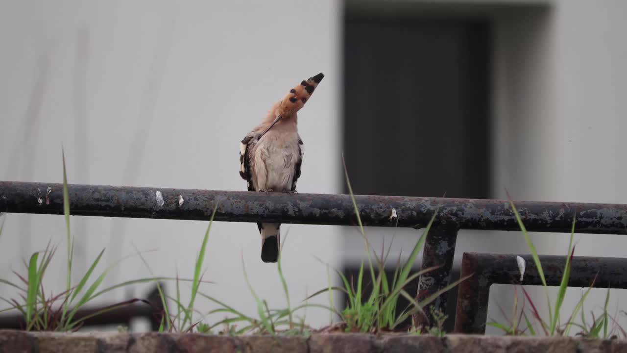 戴胜鸟的视频素材