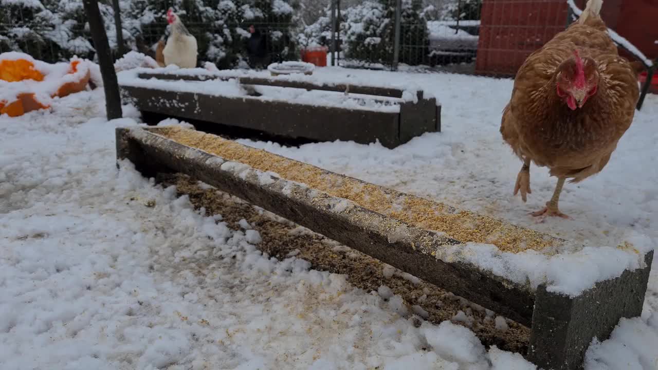 在多雪的冬天，在有机农场喂谷物的鸡视频下载