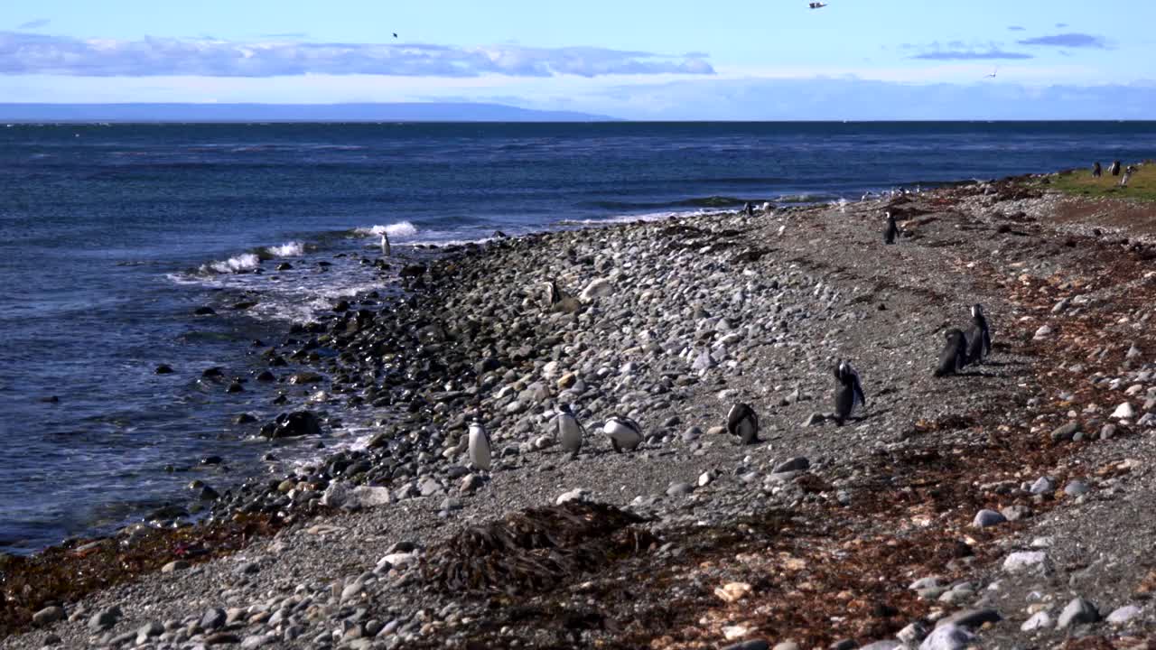 麦哲伦企鹅，Spheniscus, Isla Magdalena，麦哲伦海峡，智利视频素材