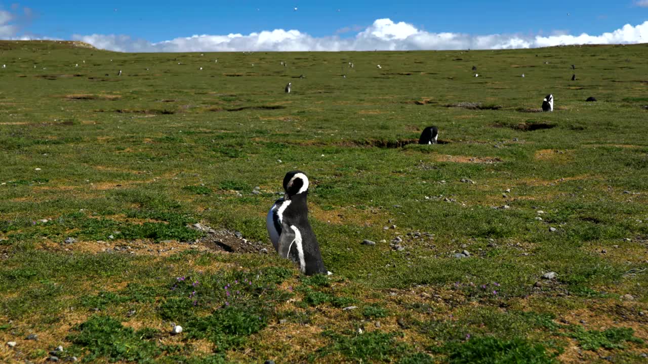 麦哲伦企鹅，Spheniscus, Isla Magdalena，麦哲伦海峡，智利视频下载