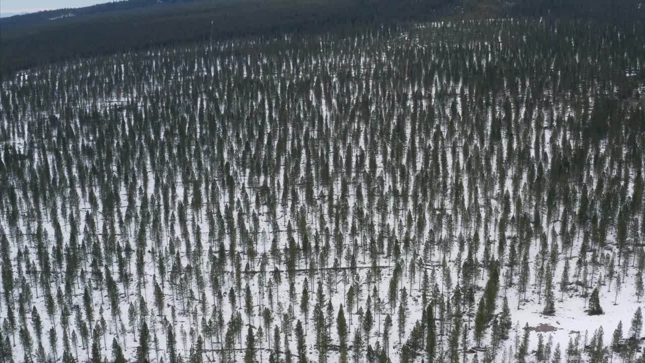 山沙斯塔冬季雪森林种植园加利福尼亚无人机鸟瞰图视频素材