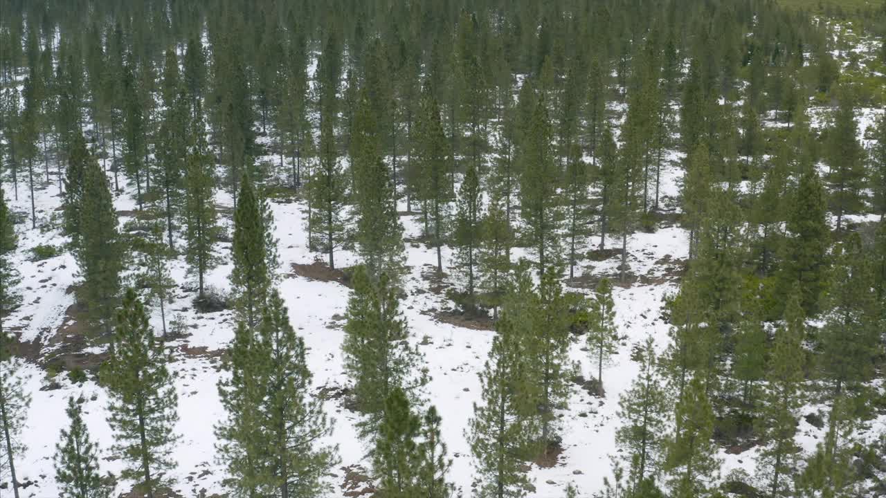 山沙斯塔冬季雪森林种植园加利福尼亚无人机鸟瞰图视频素材