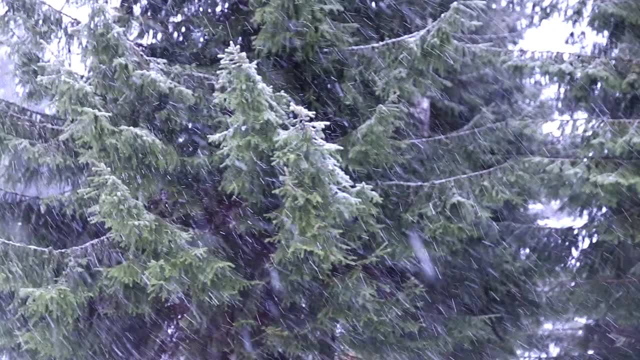 森林里冬天下雪了。树被雪覆盖着视频素材