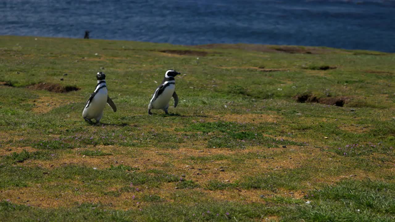 麦哲伦企鹅，Spheniscus, Isla Magdalena，麦哲伦海峡，智利视频素材