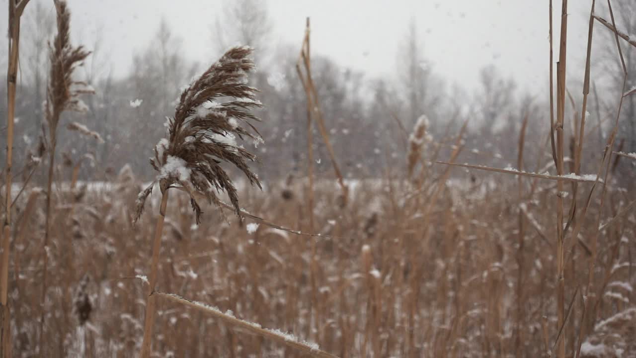 田野里的芦苇在平静的冬日里，雪花在缓缓地飘落视频素材