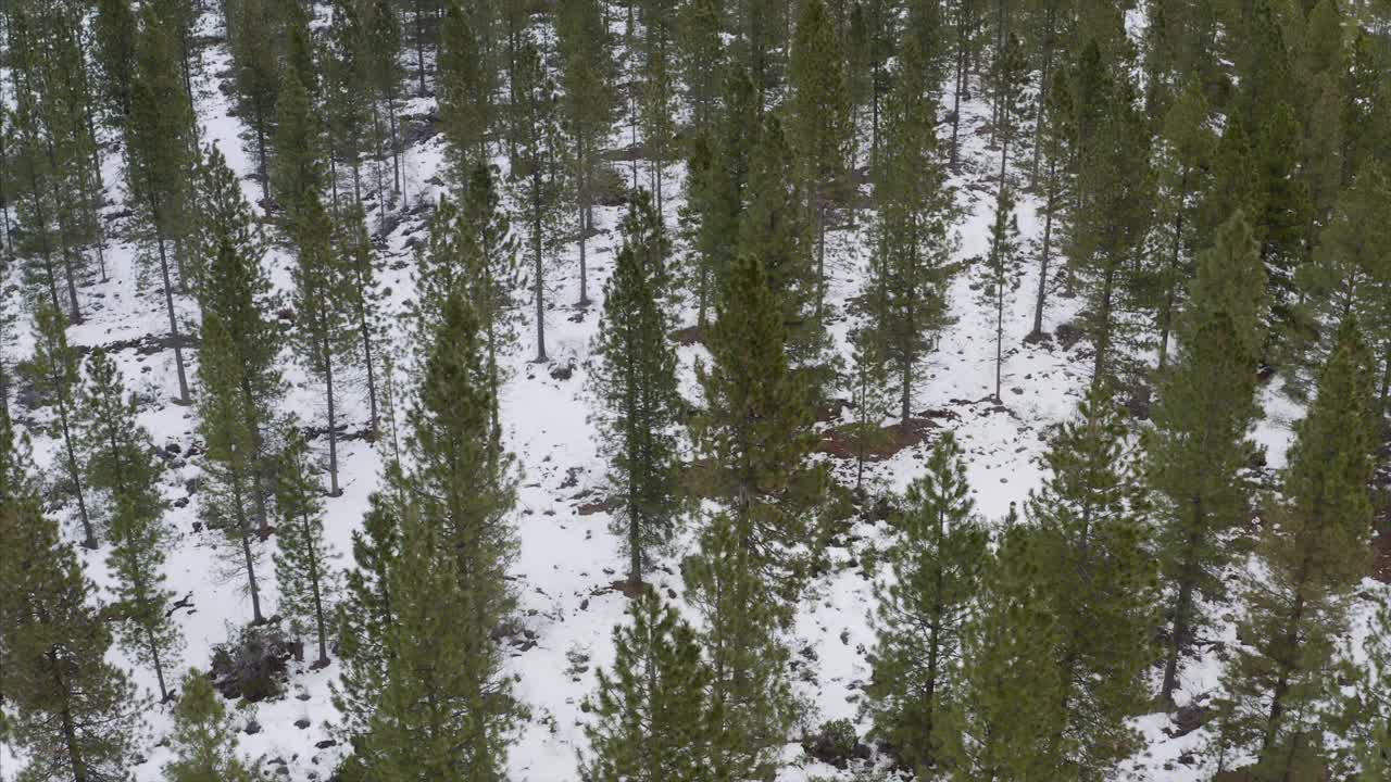 山沙斯塔冬季雪森林种植园加利福尼亚无人机鸟瞰图视频素材