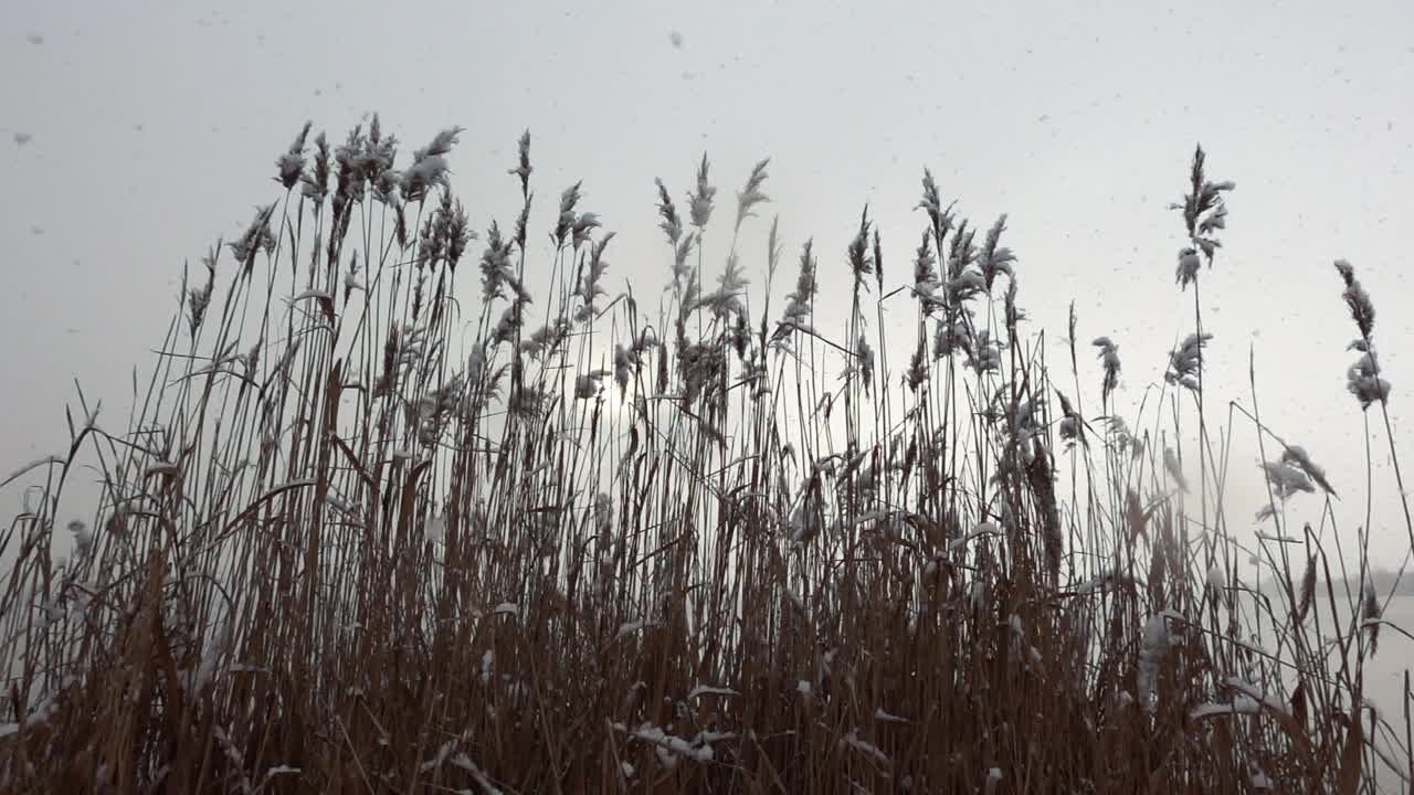 《干芦苇》以灰色的天空为背景，以慢镜头拍摄飘落的雪花视频素材