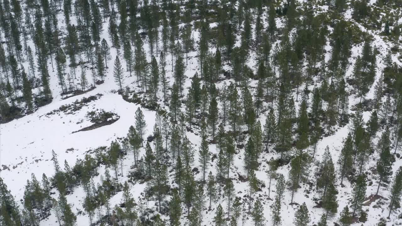 山沙斯塔冬季雪森林种植园加利福尼亚无人机鸟瞰图视频素材