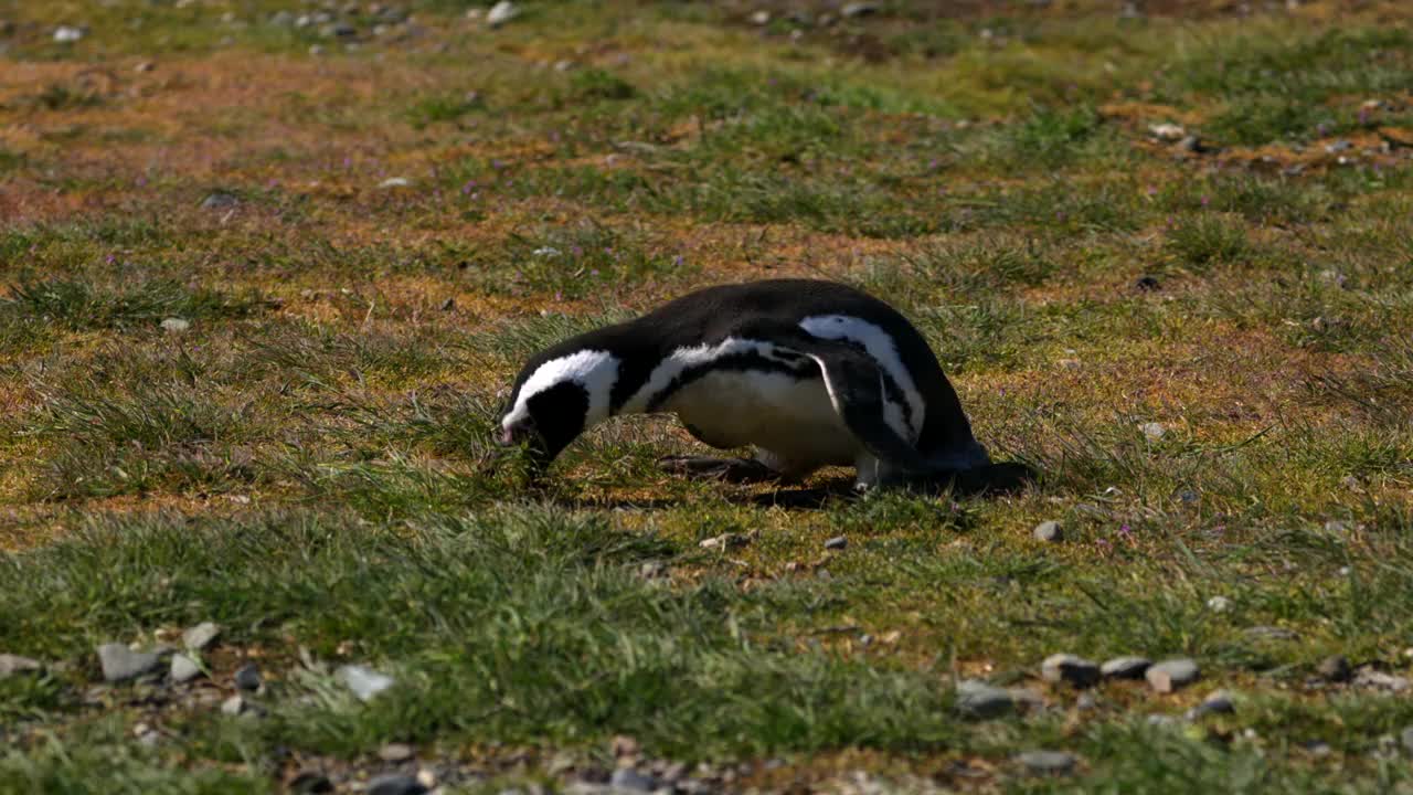 麦哲伦企鹅，Spheniscus, Isla Magdalena，麦哲伦海峡，智利视频下载