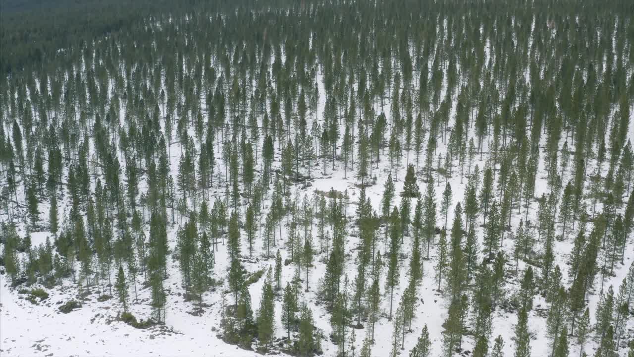 山沙斯塔冬季雪森林种植园加利福尼亚无人机鸟瞰图视频素材