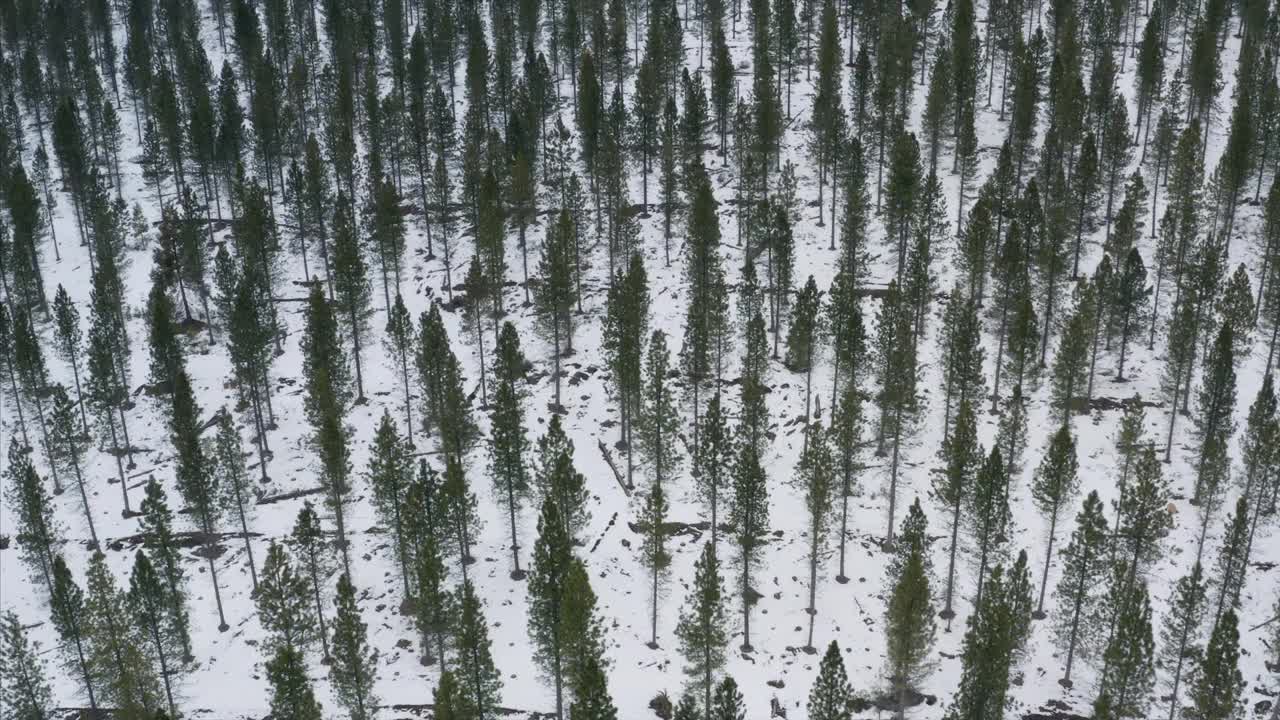 山沙斯塔冬季雪森林种植园加利福尼亚无人机鸟瞰图视频素材