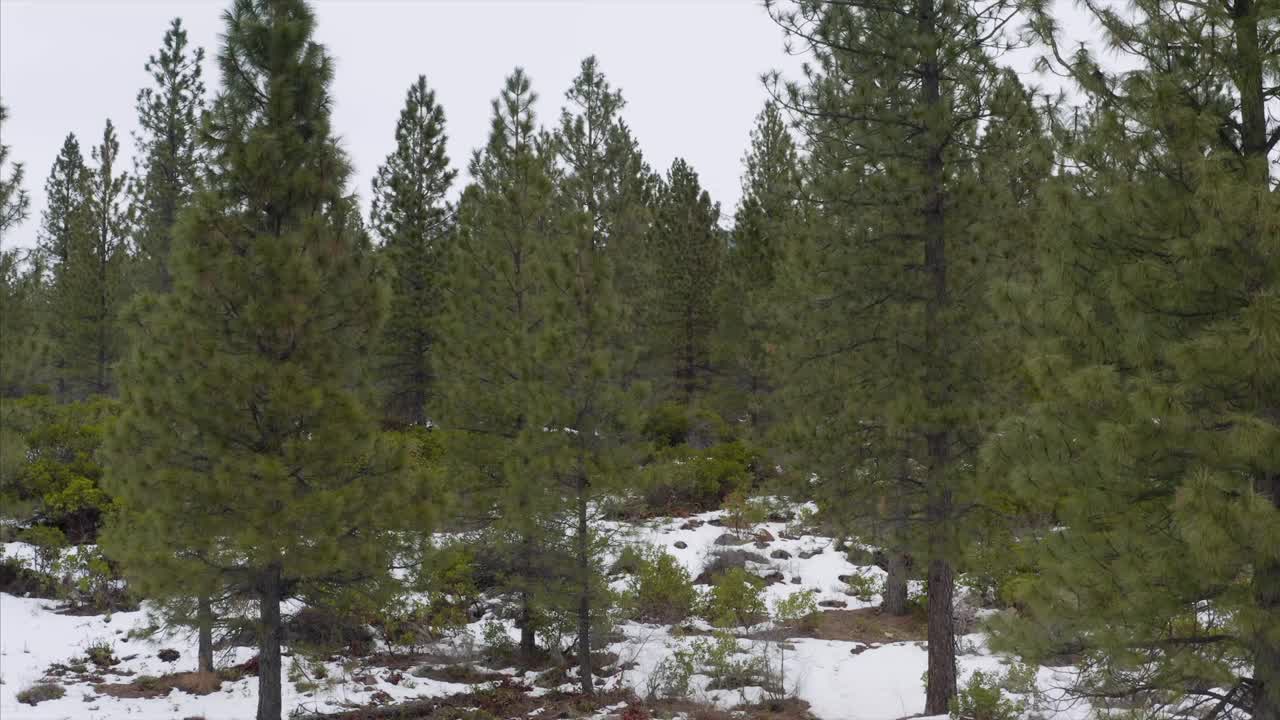 山沙斯塔冬季雪森林种植园加利福尼亚无人机鸟瞰图视频素材