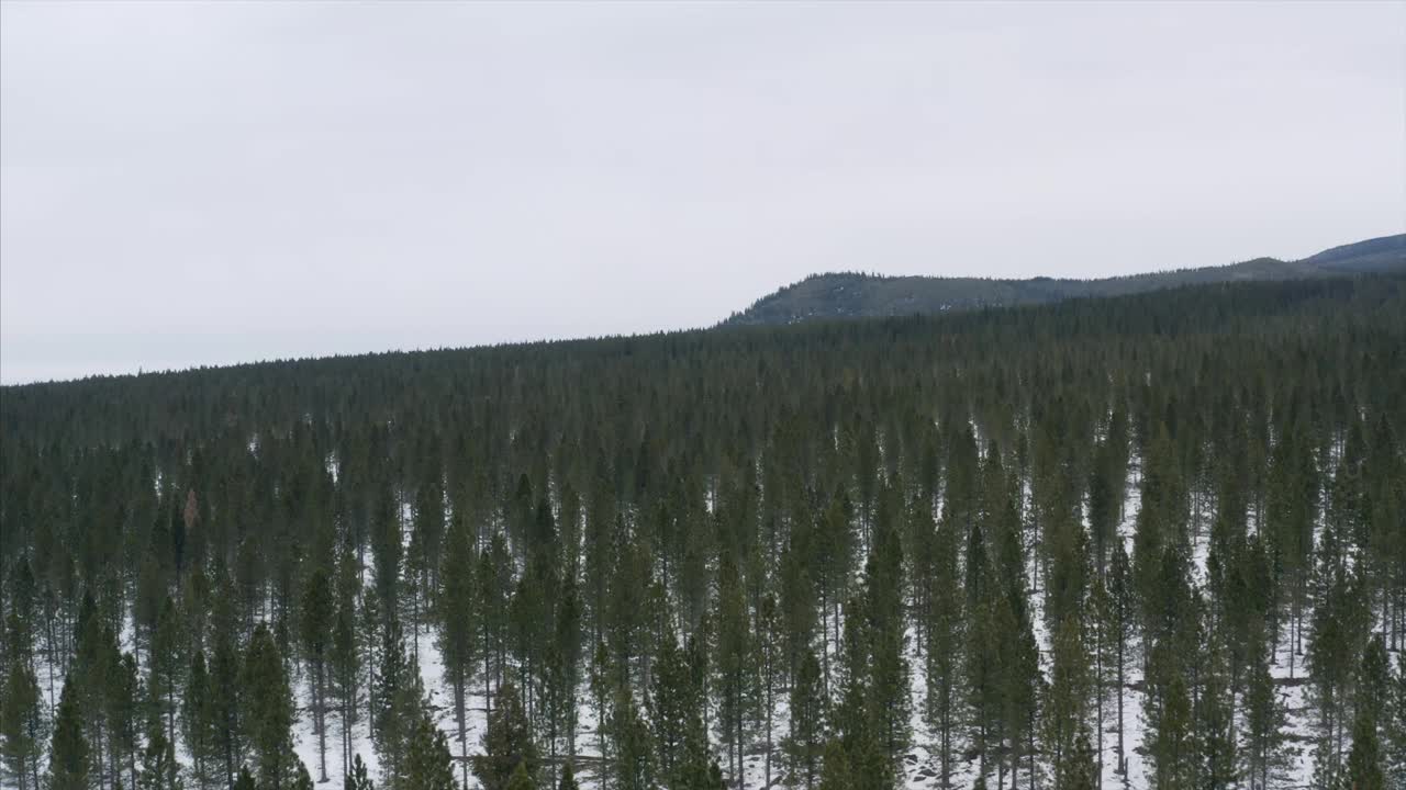 山沙斯塔冬季雪森林种植园加利福尼亚无人机鸟瞰图视频素材