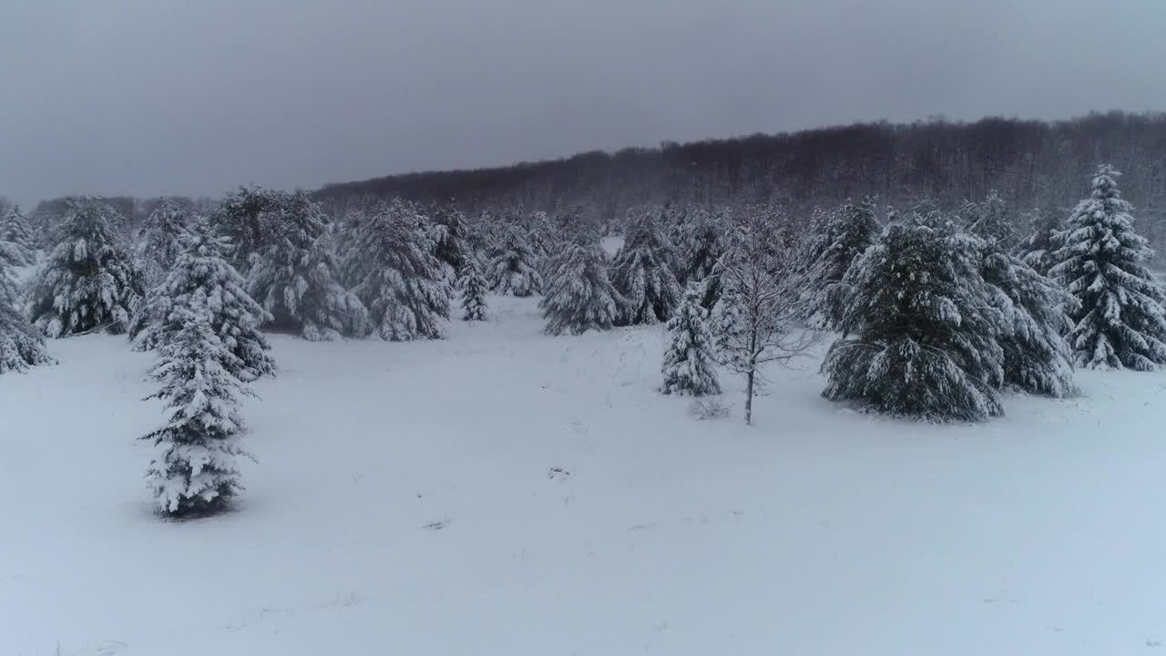 冬季雪森林风景密歇根无人机鸟瞰图视频素材