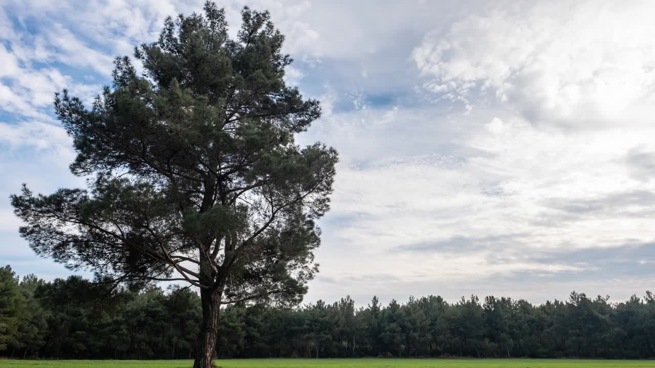 茂密的云漂浮在森林旁的草地中央的那棵孤独的树上视频素材