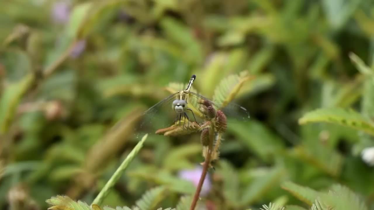 蜻蜓是栖息视频素材