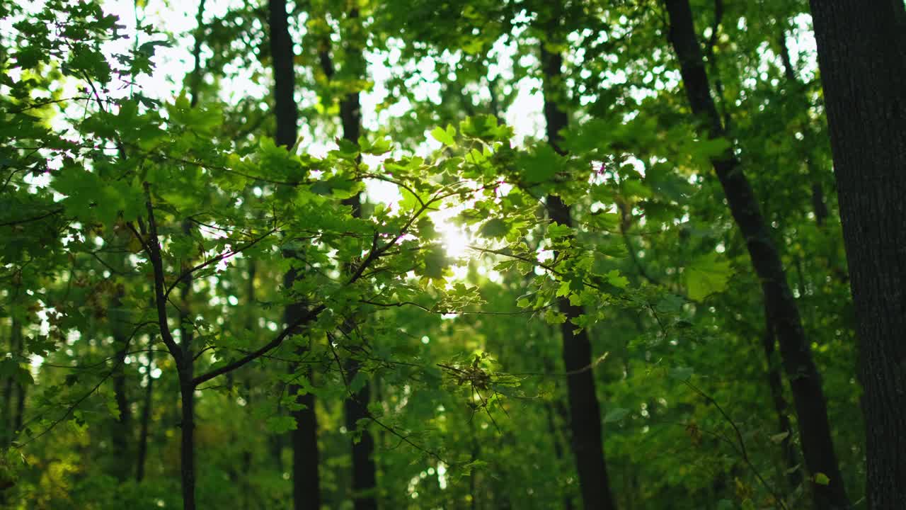 森林景色绿油油的树叶茂盛的树木树叶视频素材