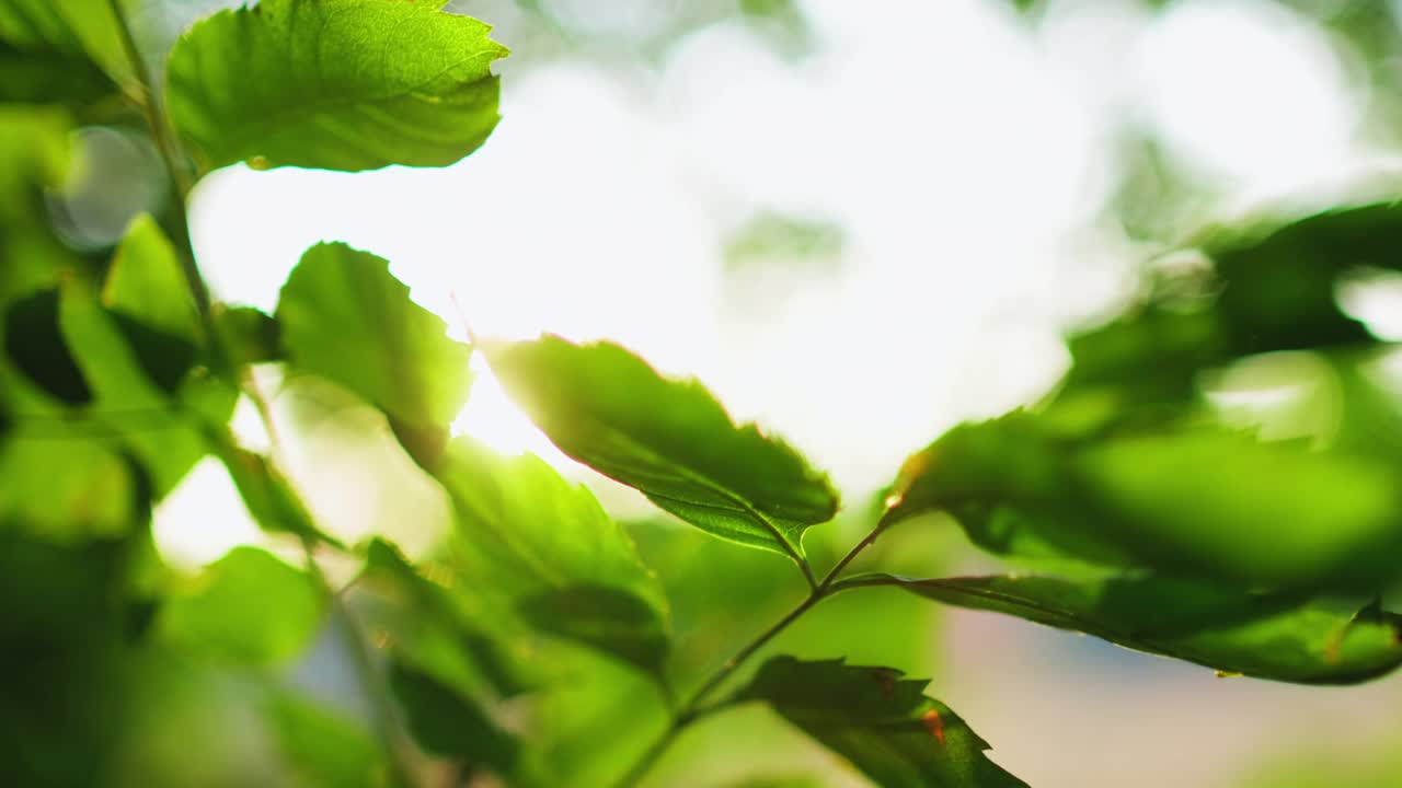 晨曦森林，树叶绿油油，树叶散光视频素材