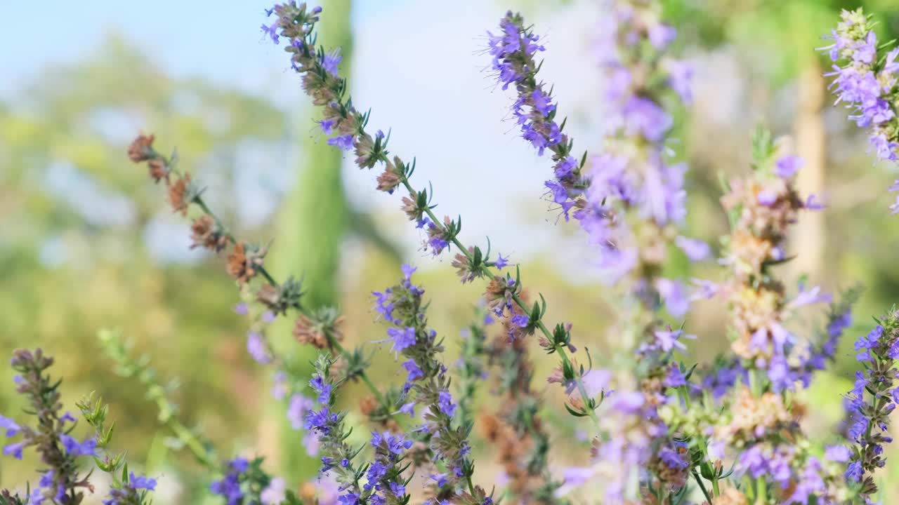 地里开着紫色的薰衣草花视频素材