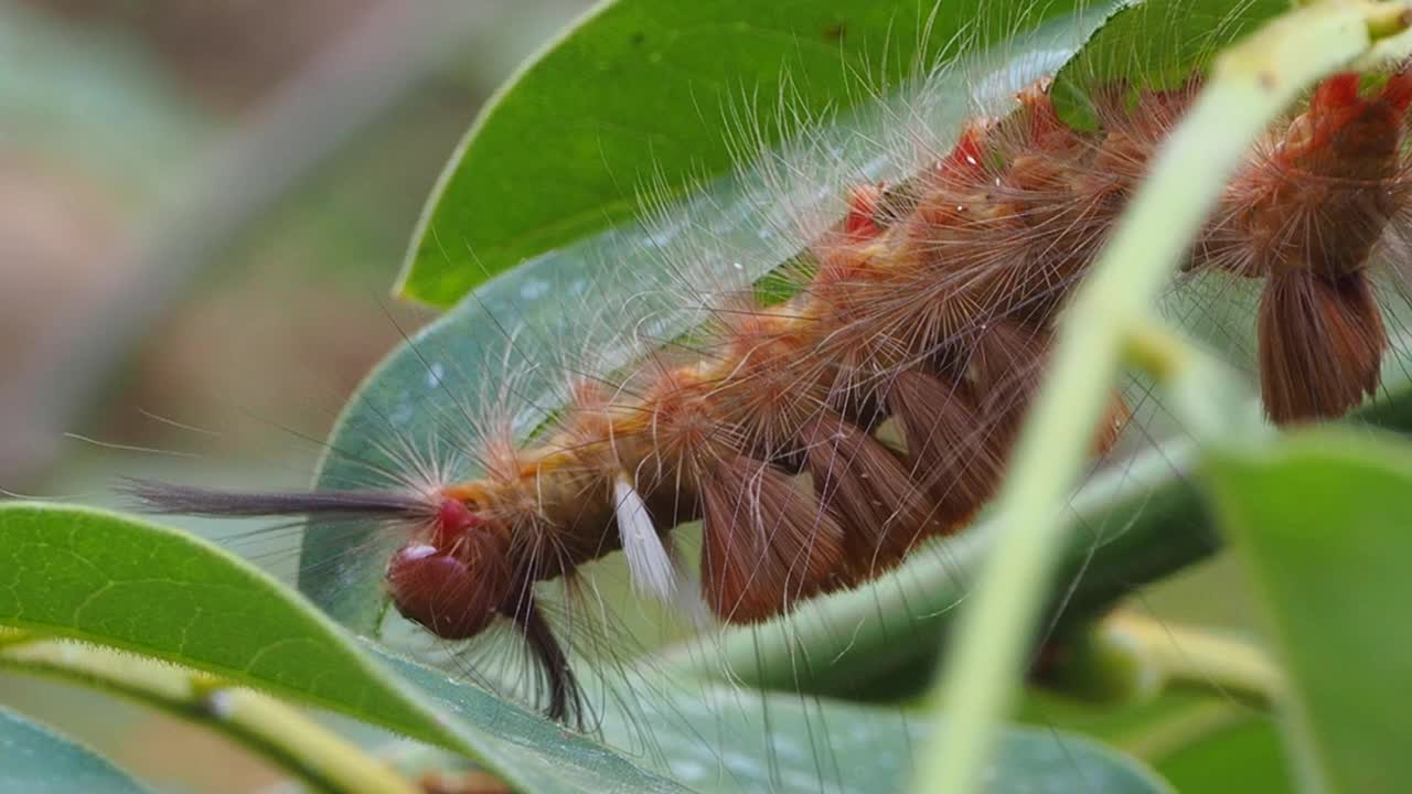 毛毛虫在叶子视频素材