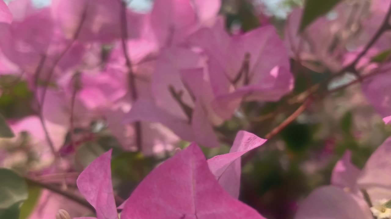 粉红色的热带花花，近距离的花粉，用于花的背景摄影变焦。视频素材
