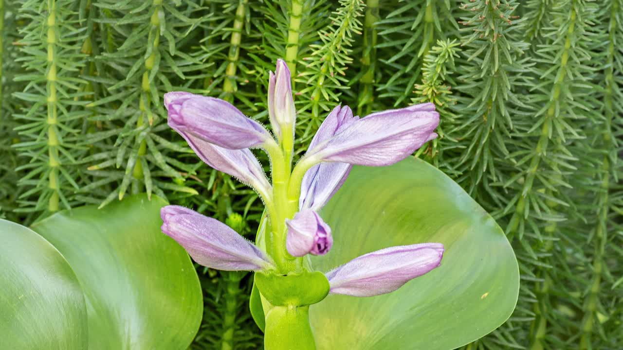 水葫芦的时间流逝视频素材