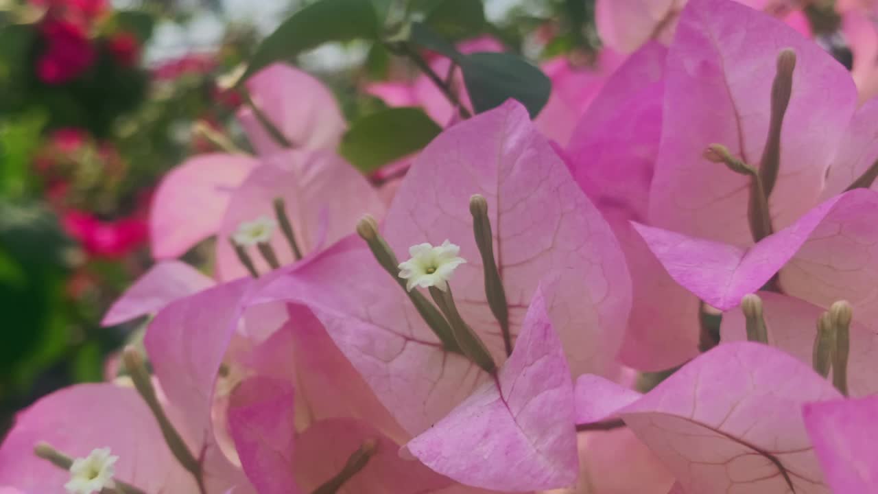 粉红色的热带花卉，近距离使用花粉为花卉背景技术相机从左到右移动镜头视频素材