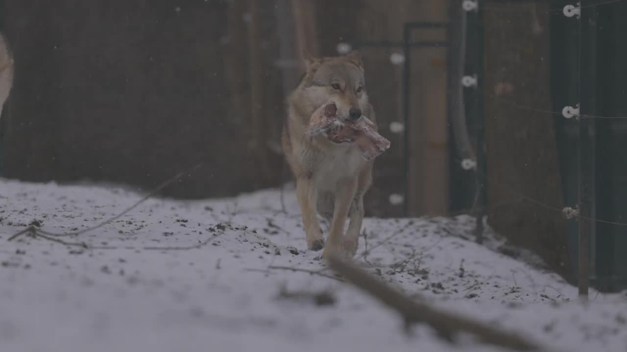 一个灰狼的肖像犬在冬天，近距离的捕食者。4K慢动作，ProRes 422，未分级C-LOG 10位视频素材