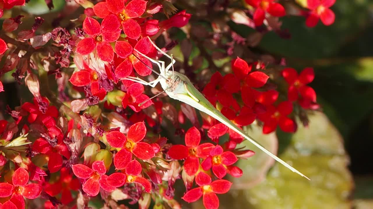 从红花中吸取花蜜的蝴蝶视频素材