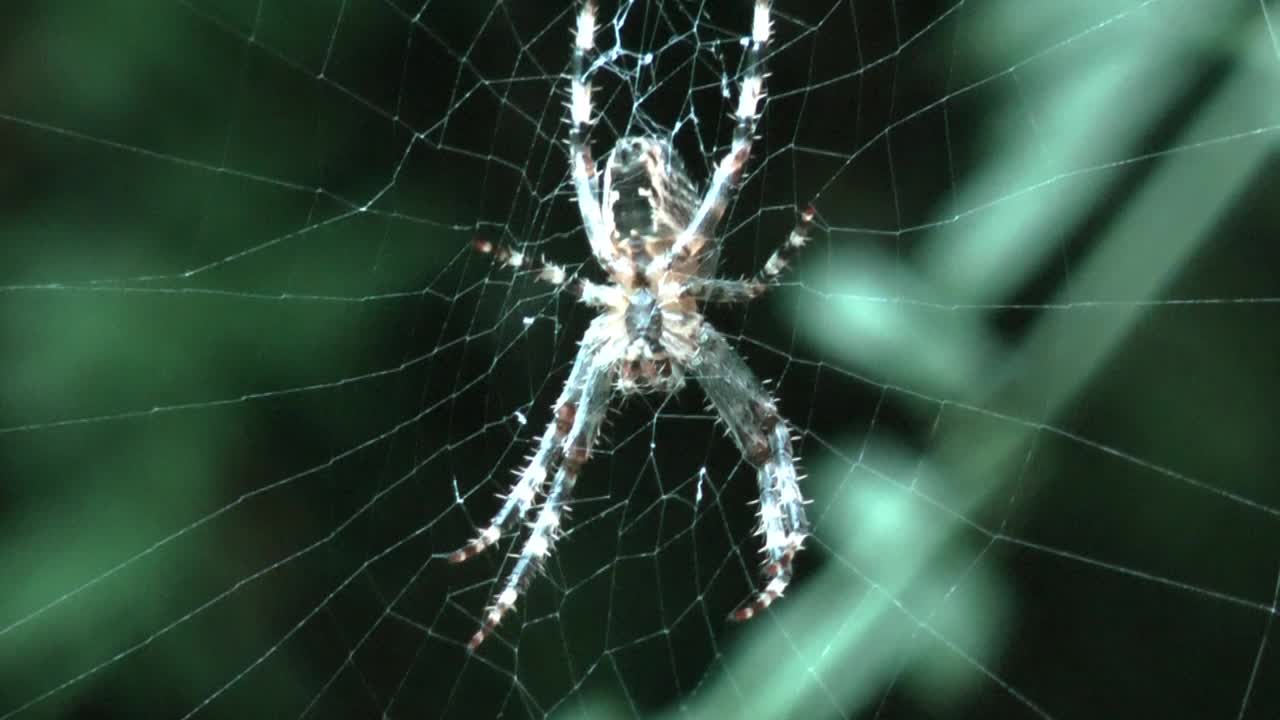 特写花园蜘蛛在网视频素材