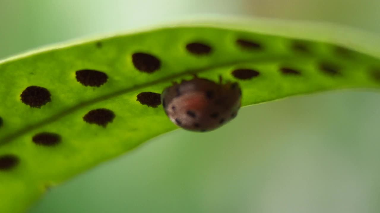 蕨类植物上的瓢虫视频素材