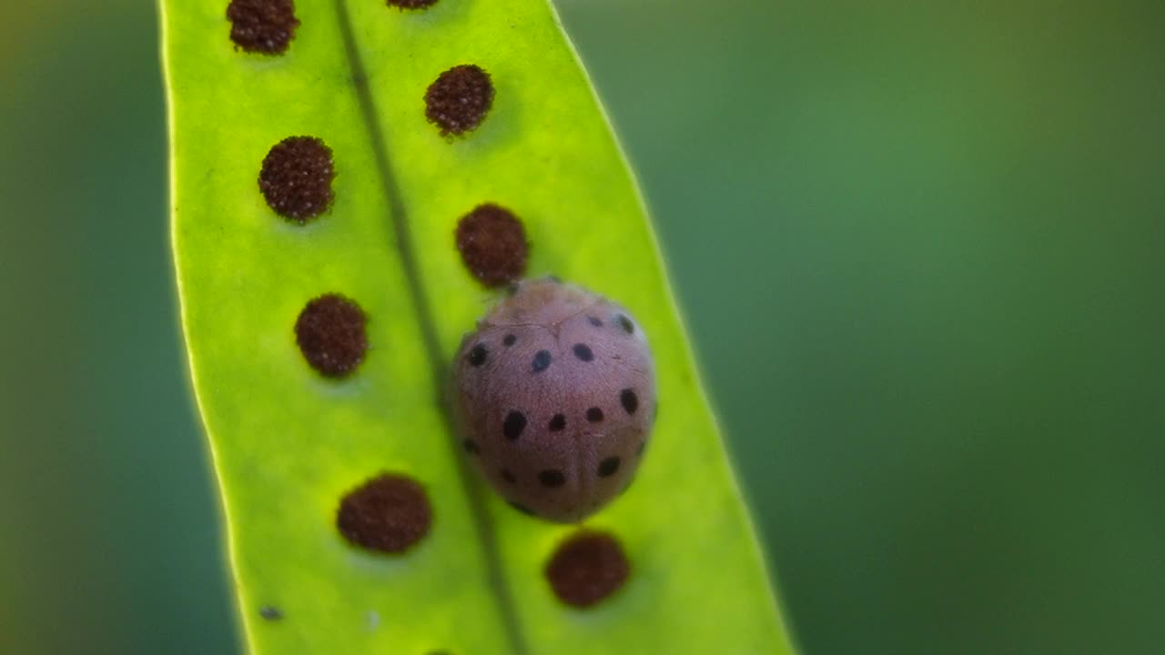 蕨类植物上的瓢虫视频素材