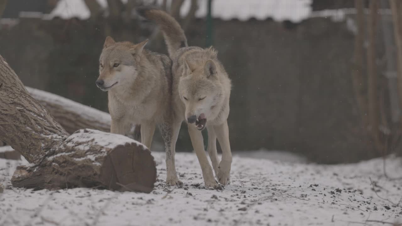 一个灰狼的肖像犬在冬天，近距离的捕食者。4K慢动作，ProRes 422，未分级C-LOG 10位视频素材