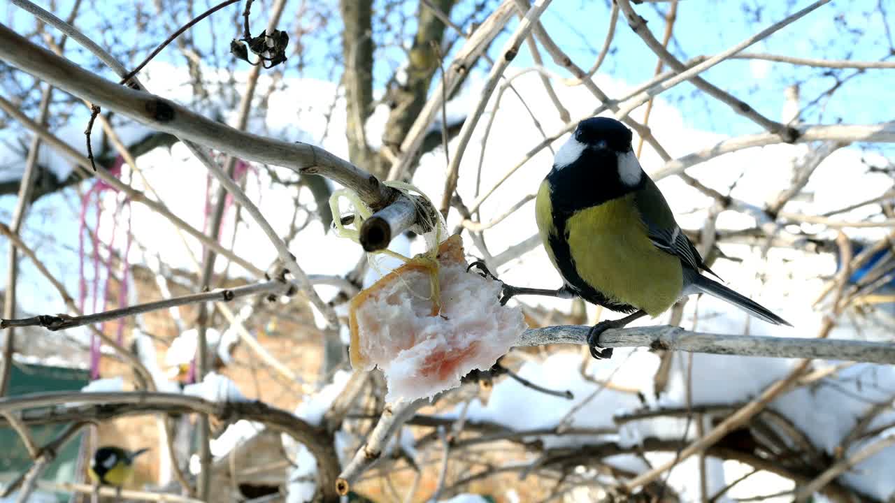 饥饿的鸟，大山雀或雄山雀，正在啄食挂在树枝上的猪油。视频素材