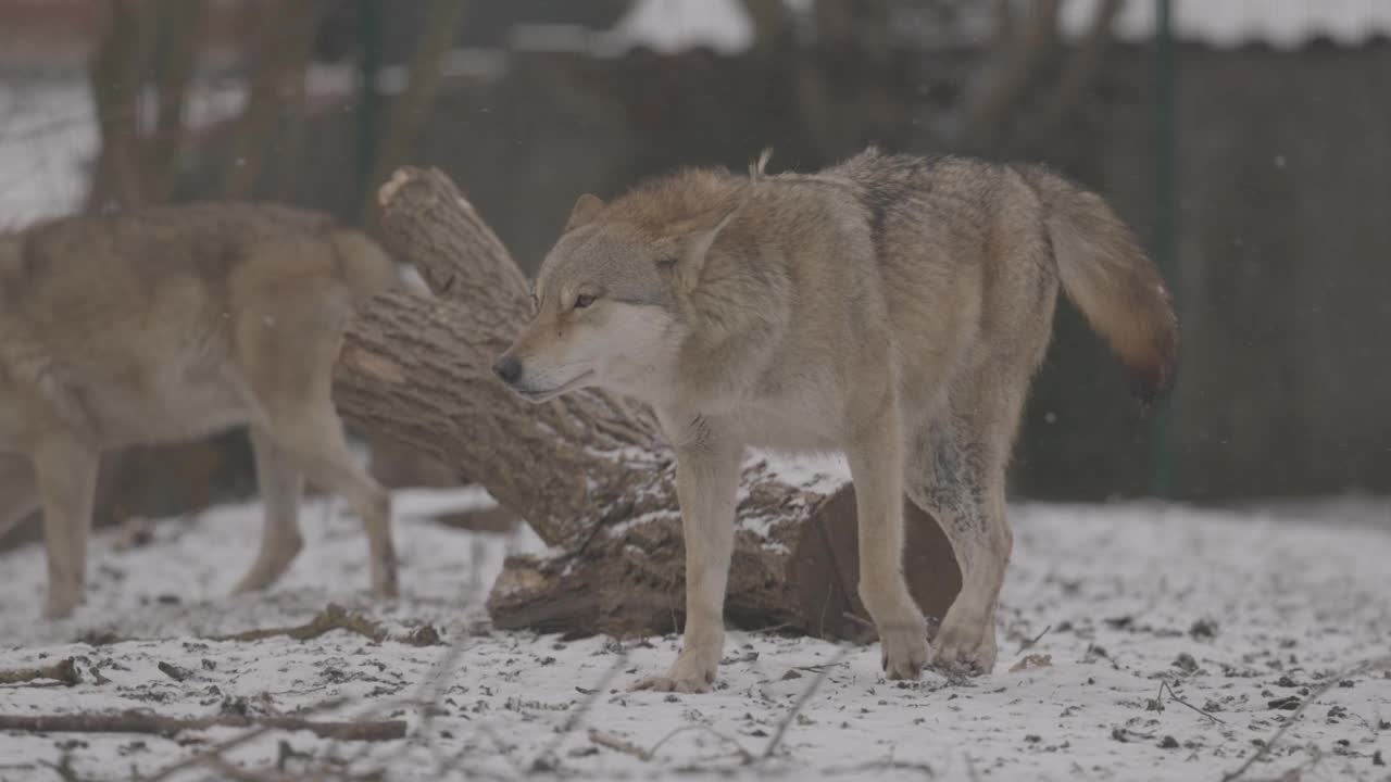 一个灰狼的肖像犬在冬天，近距离的捕食者。4K慢动作，ProRes 422，未分级C-LOG 10位视频素材