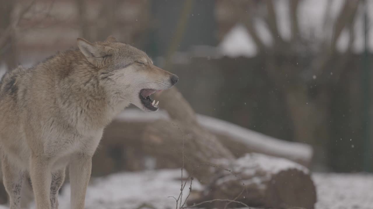 一个灰狼的肖像犬在冬天，近距离的捕食者。4K慢动作，ProRes 422，未分级C-LOG 10位视频素材