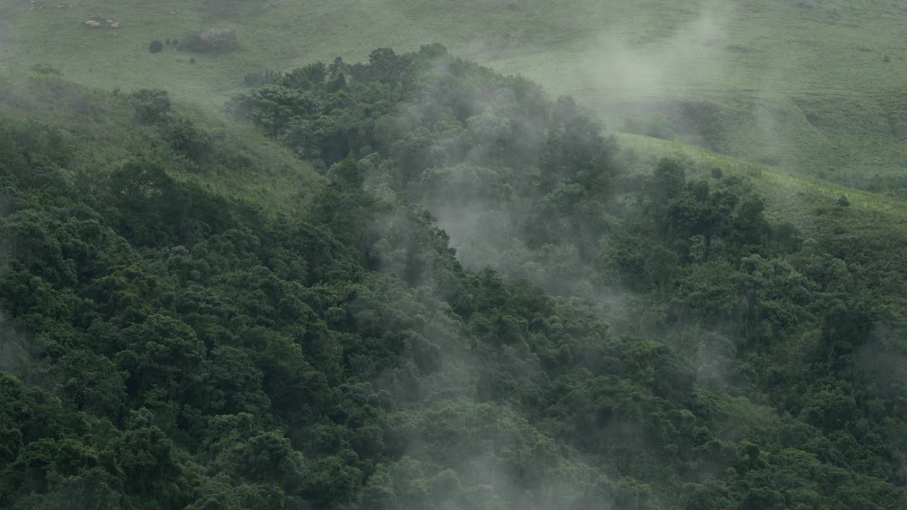 薄雾飘过绿色的本土森林。视频素材