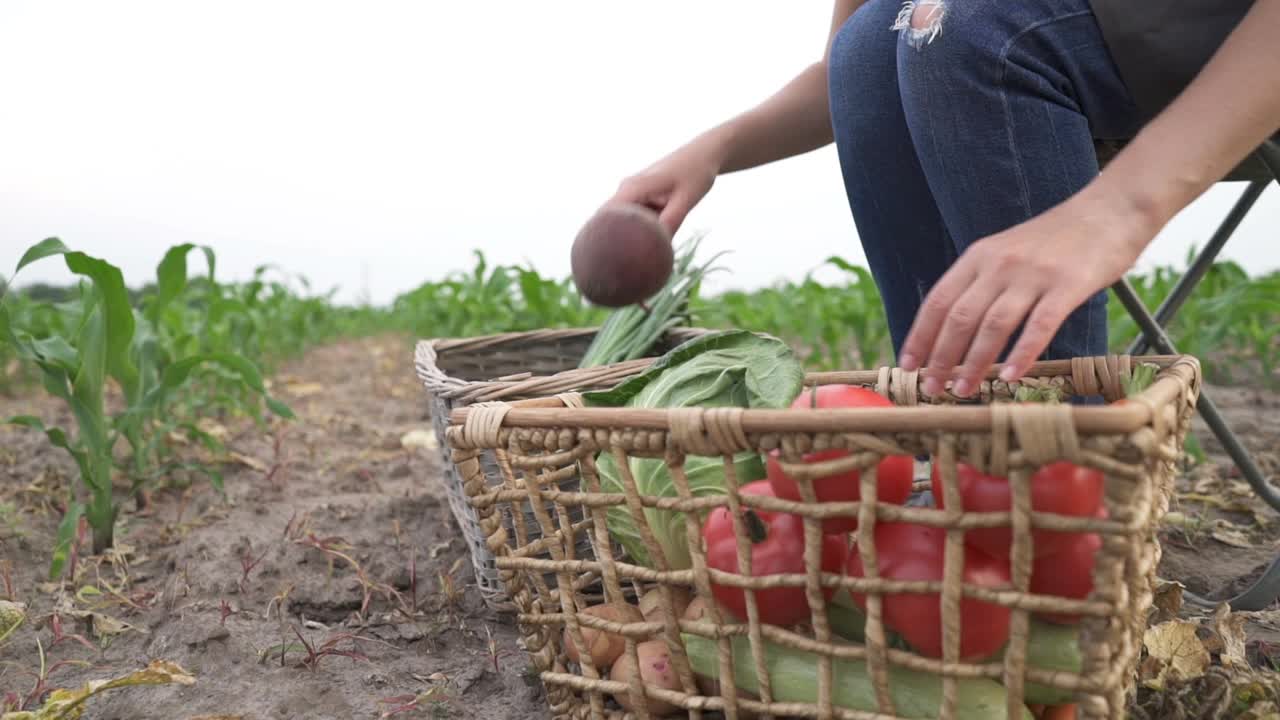 农民把新鲜收获的有机蔬菜放在一个盒子里视频素材