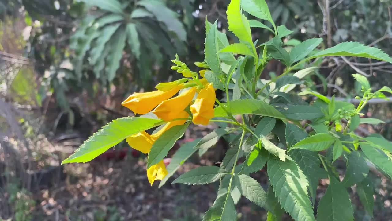 在自然花园里的黄色Tecoma stans花视频素材