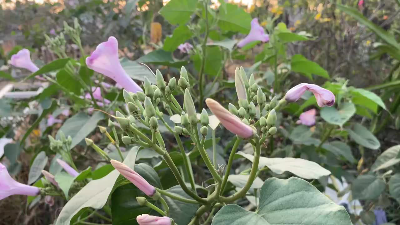 自然花园里的牵牛花视频素材