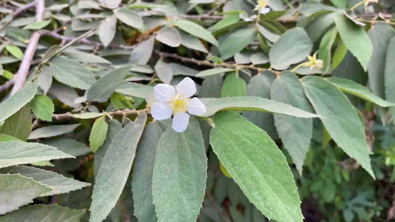 自然花园中的芒廷加花视频素材