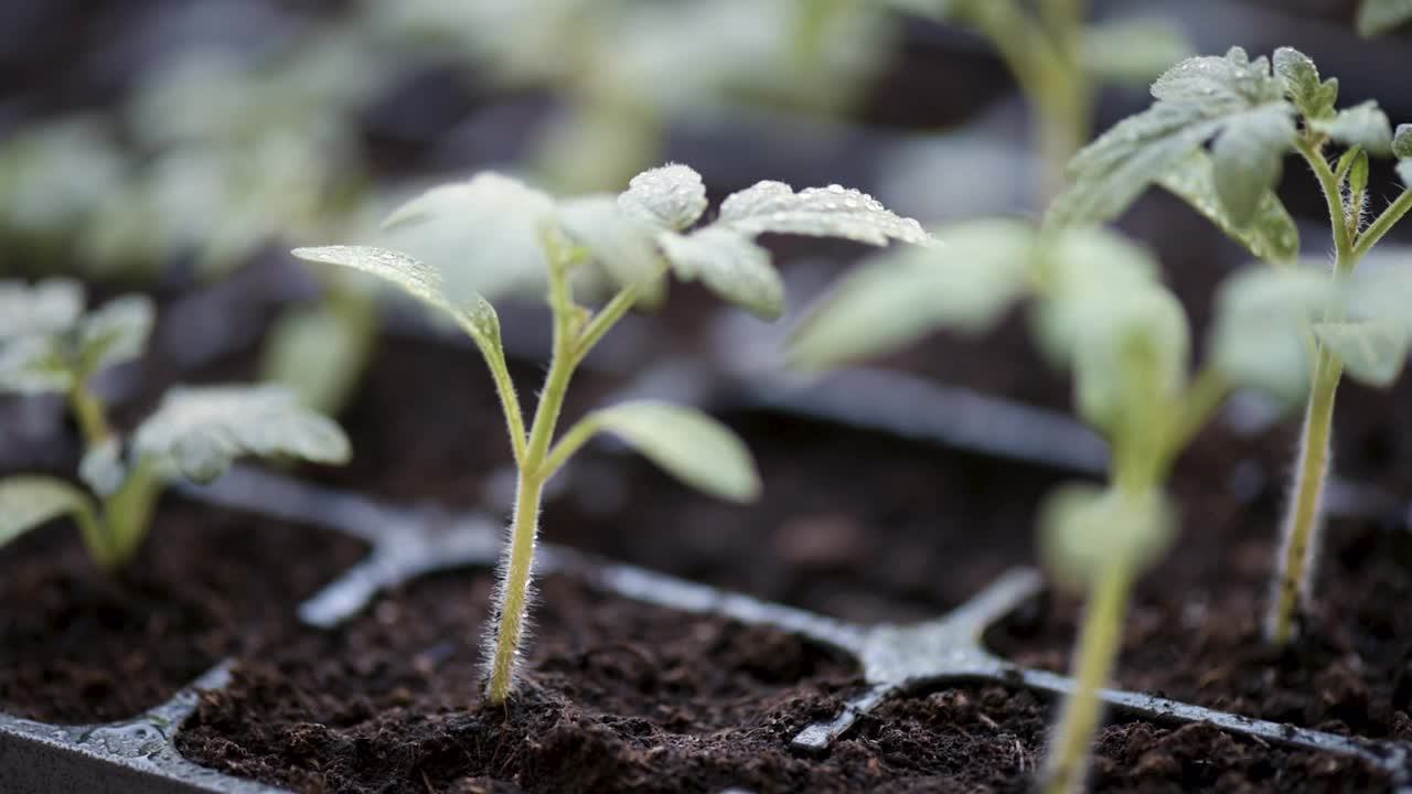 种植番茄幼苗视频素材