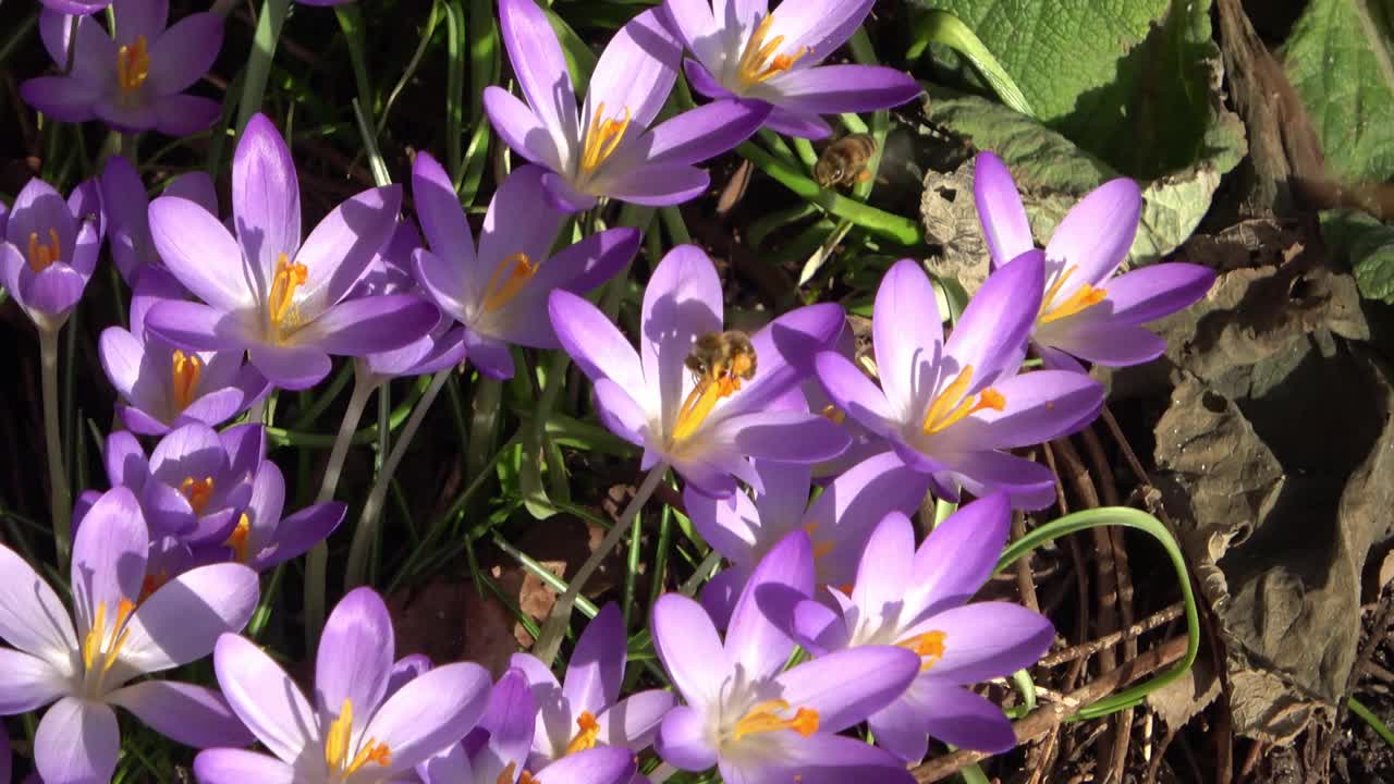 外面长着紫色番红花的蜜蜂。观赏神奇盛开的春花番红花。视频素材