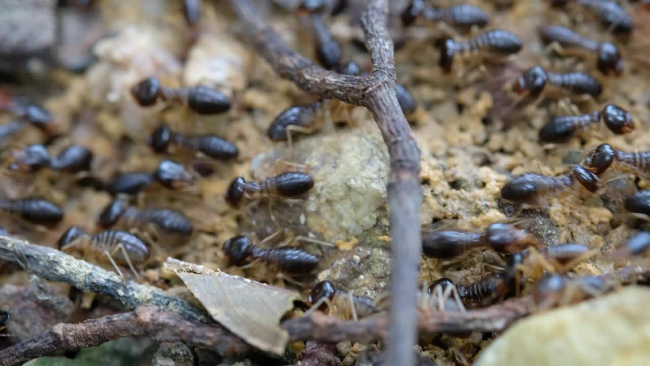 巨石碳化物白蚁（白蚁：巨白蚁）视频下载