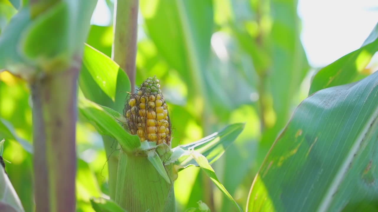 收获季节在玉米地种植的肉质黄色玉米穗视频素材