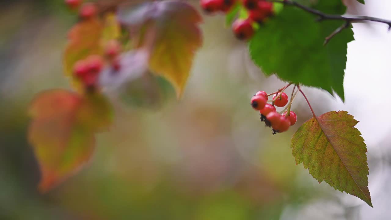 山楂属药用植物，有浆果视频素材