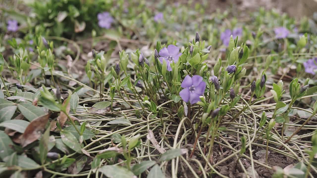 美丽的早紫罗兰花或淡木紫罗兰(Viola odorata)在春天开花，浅景深，微距拍摄。视频素材